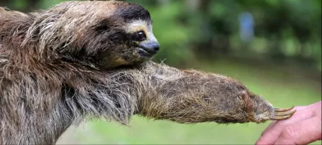 Friendly Sloth
