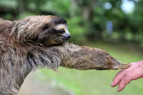 Friendly Sloth