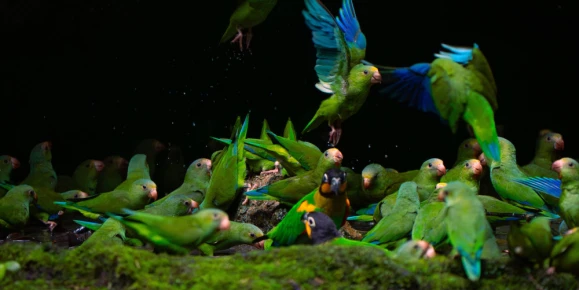Parakeets gather at the Napo River clay lick.