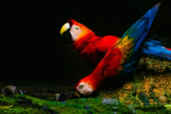 Macaws gather at the Napo River clay lic