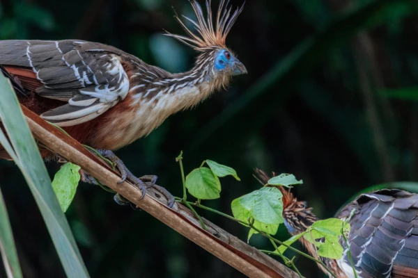 A hoatzin spotted along the riverbank