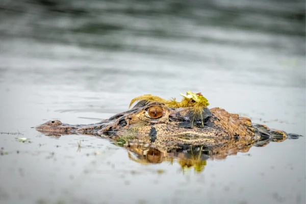 A caiman surfaces in the water
