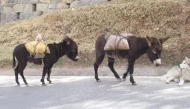 burro parade outside of Cusco