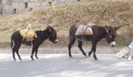 burro parade outside of Cusco