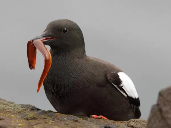 An Arctic snack on the cliffs