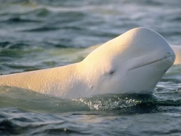 View beluga and other whales on your Arctic cruise