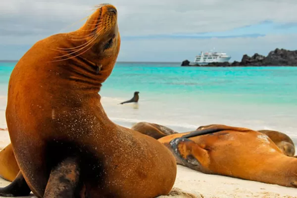 Wander beaches full of sea lions during an island expedition on your Galapagos tour