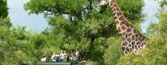 Africa Safari at Notten's Bush Camp