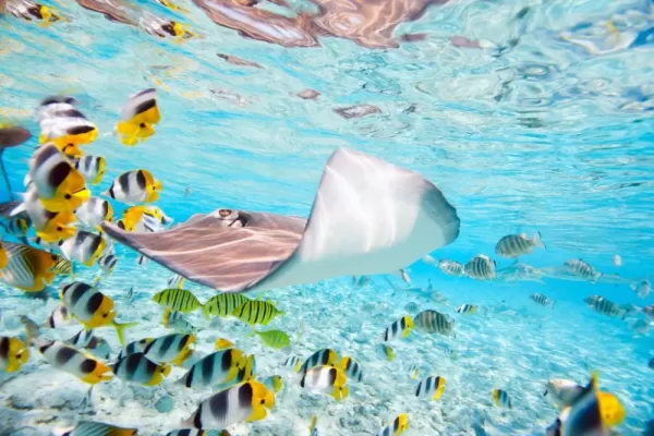 View the exceptional underwater wildlife of Bora Bora