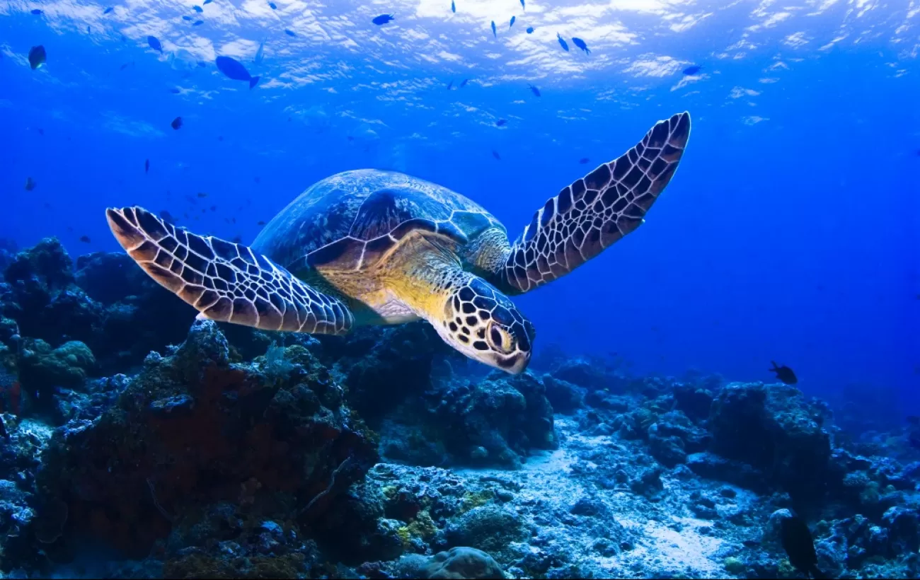 Snorkel with sea turtles as you cruise the South Pacific
