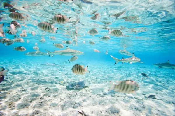 Snorkel with a variety of sealife in Tahiti
