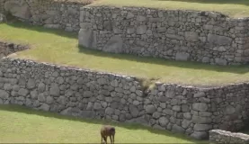 Llamas roaming the ruins at Machu Picchu