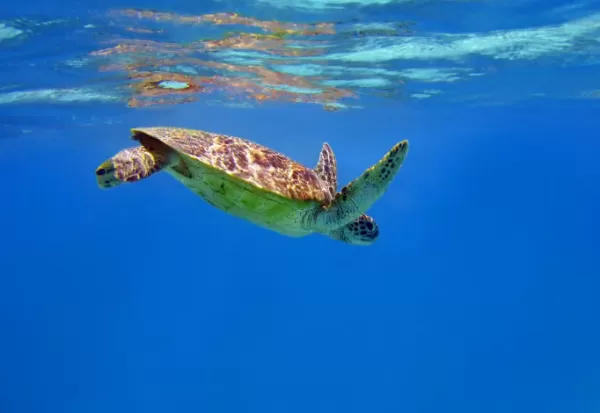 Snorkel with sea turtles as you cruise along Indonesia