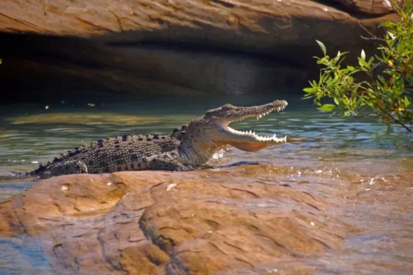 View salt-water crocodiles as you cruise