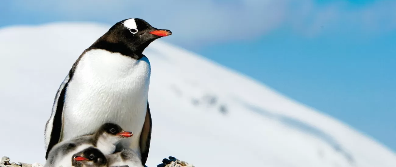 A mother gentoo penguin and her chick