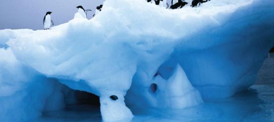 View penguins on the ice on your Antarctica tour