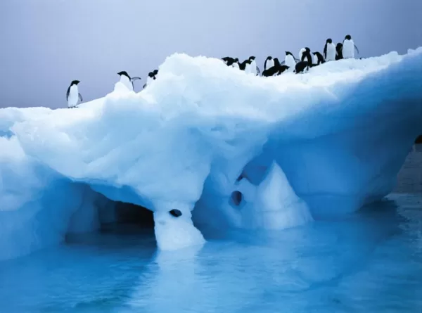 View penguins on the ice on your Antarctica tour