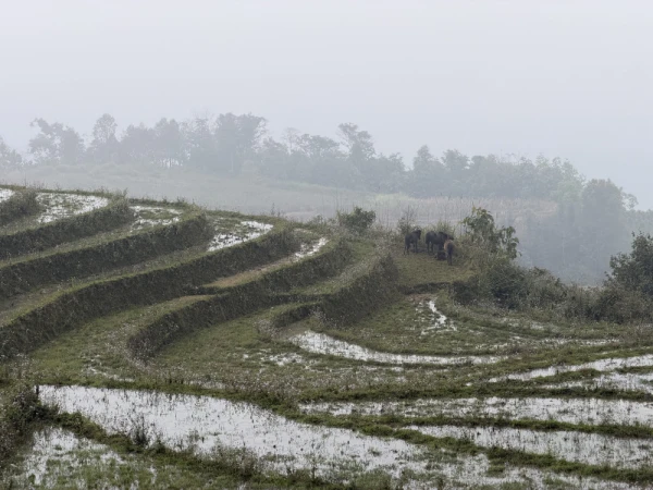 Foggy mountain rice field in Sa Pa, Vietnam