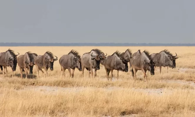 A heard of Wildebeests in Africa