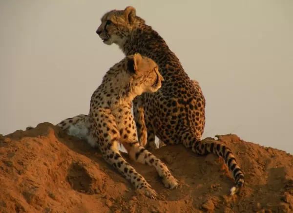 Cheetahs rest an the dirt in the sunset