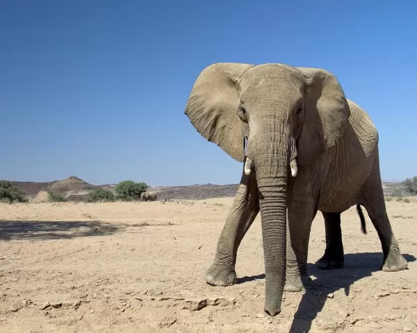 Africa Safari, game of Namibia