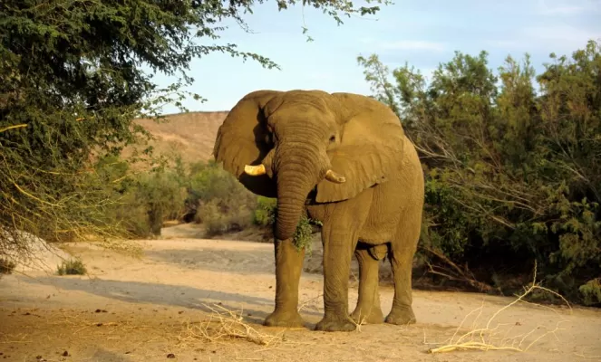 Enjoy seeing the incredible elephant on an African safari.