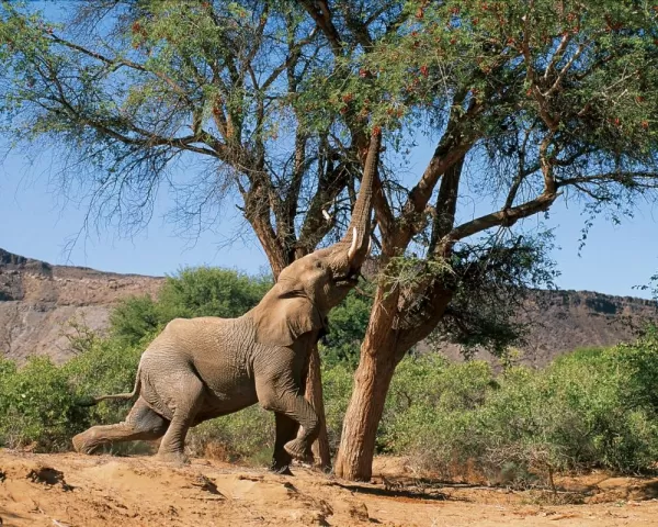 An elephant reaches for its meal