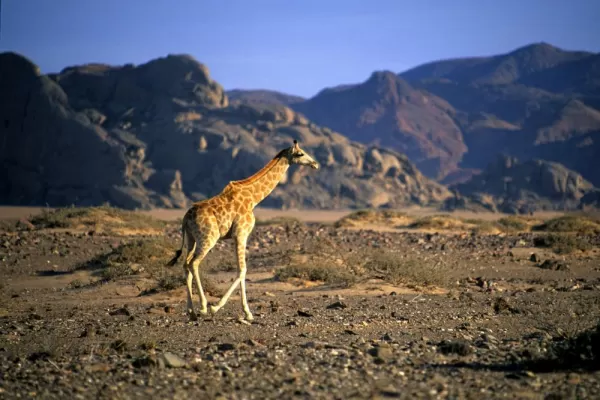 A baby giraffe wanders across the beautiful landscape.