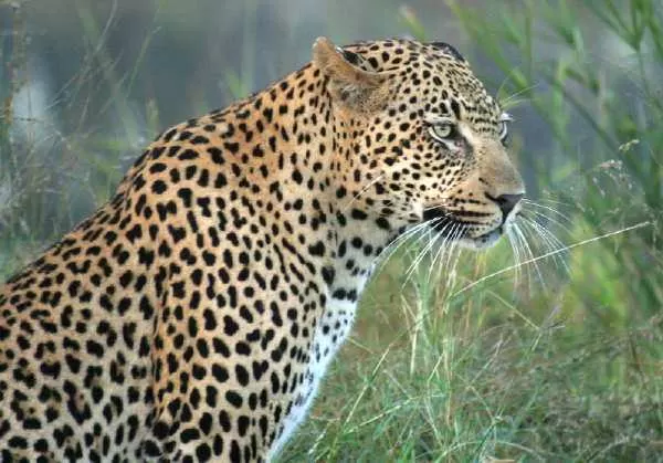 Africa Safari, game of Namibia