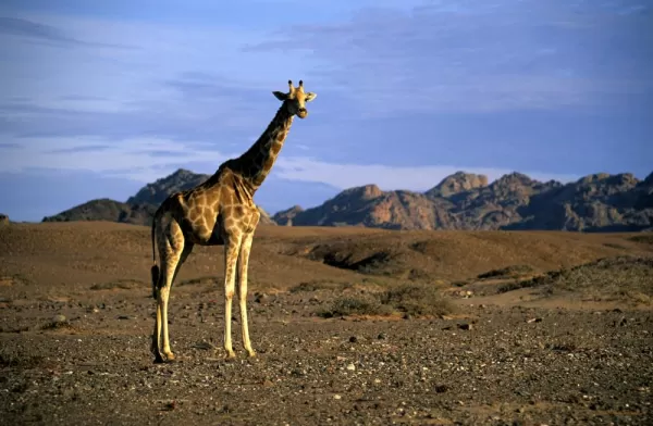 A giraffe stands against the beautiful African landscape