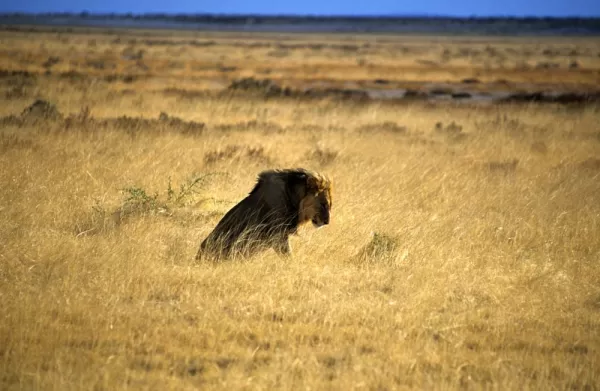 Africa Safari, game of Namibia