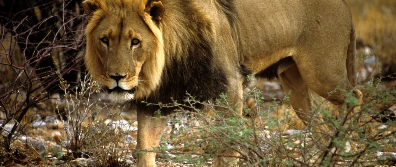 A male lion wanders the African landscape