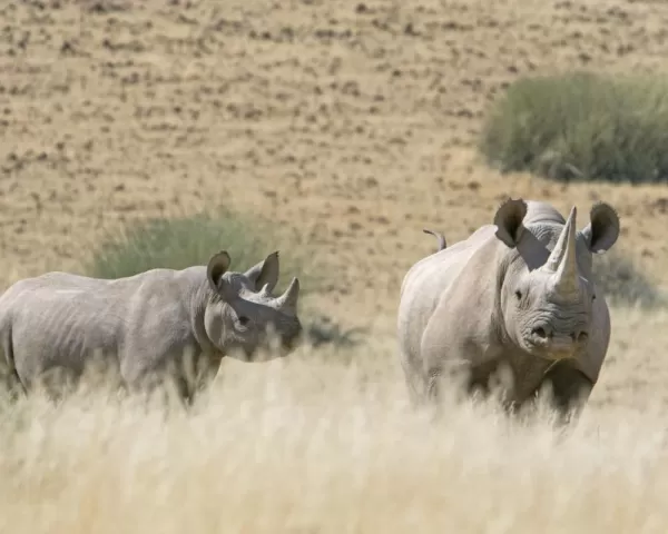 Rhinos in the safari