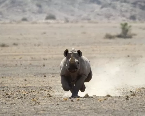 A rhino runs across the desert