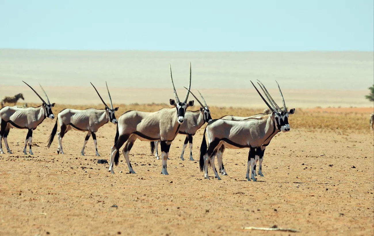 A herd of gemsbok