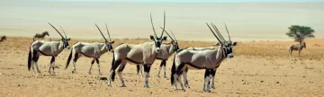 A herd of gemsbok