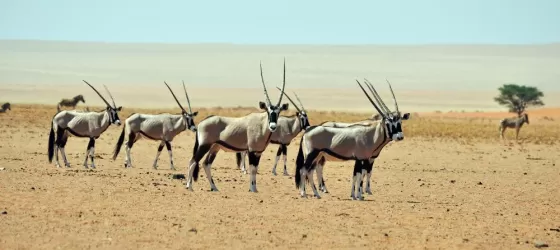 A herd of gemsbok