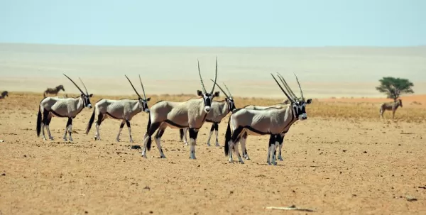 A herd of gemsbok