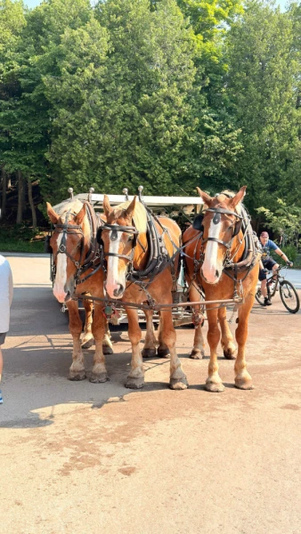 Hopping on a carriage tour on Mackinac Island