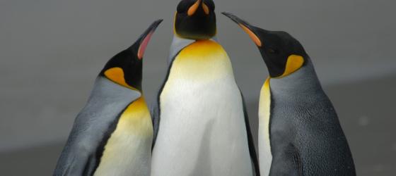 King Penguins on South Georgia