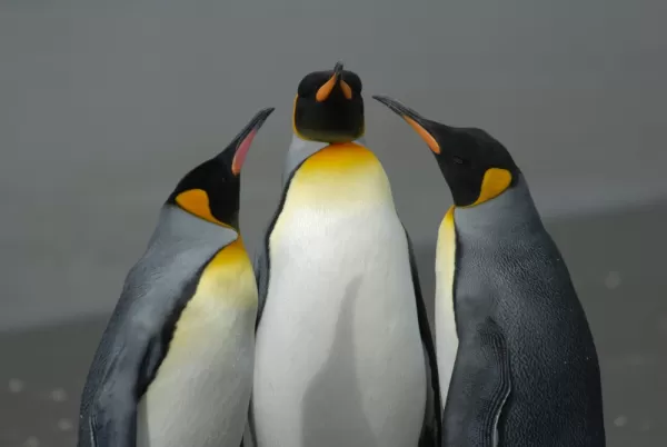 King Penguins on South Georgia 
