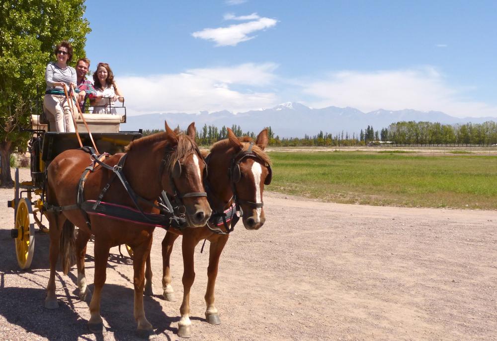 Suzy takes the reins as our horses Malbec and Cabernet Sauvignon lead the way