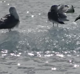 Kittiwakes at the Arctic's Sondrestrom Fjord