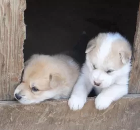 The newest members of the Sissimiut dog sled team