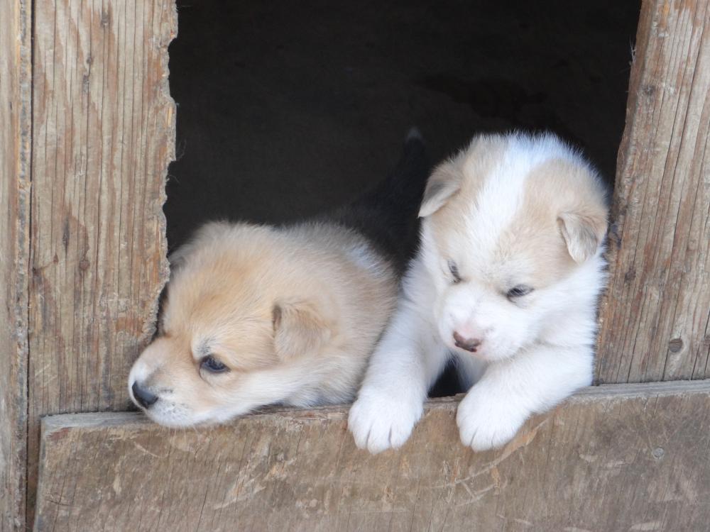 The newest members of the Sissimiut dog sled team