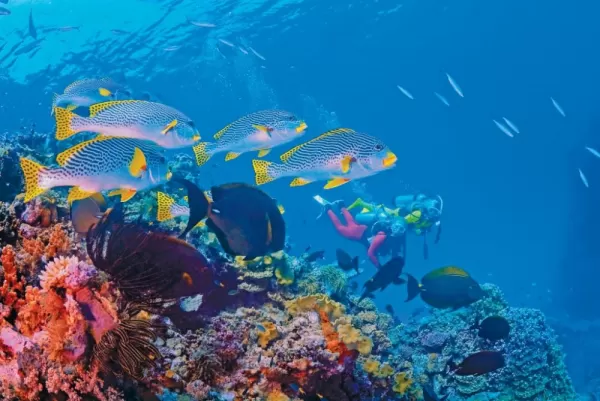 Snorkel with the exceptional sealife of the South Pacific