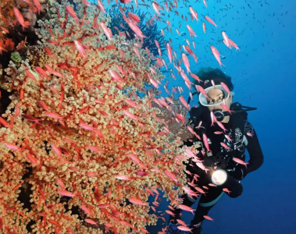 Admire the coral reef as you sail the South Pacific