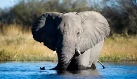 Elephants in Botswana