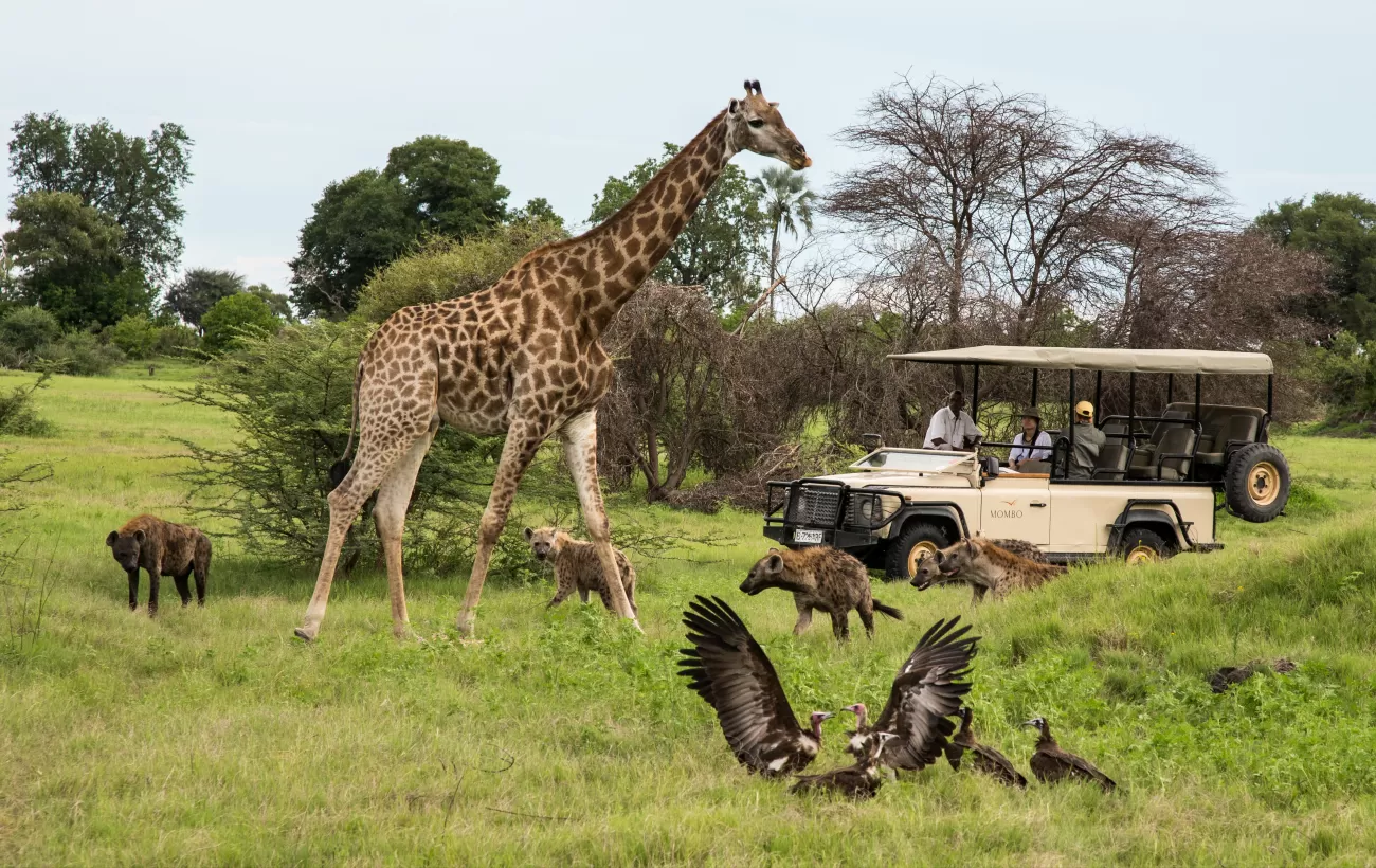 Giraffes in Botswana
