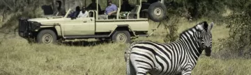 Spotting Zebras